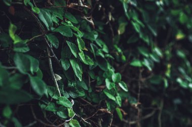 Arkası bulanık, sulu çarşaflı yeşil bir çalılığın fotoğrafı.