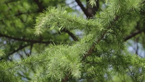 Arbre vert dans la forêt avec des barbes enlevées gros plan avec fond flou 