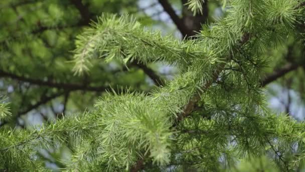 Grönt Träd Skogen Med Hullingar Bort Närbild Med Suddig Bakgrund — Stockvideo