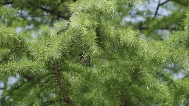 Árbol Verde Bosque Con Púas Removidas Cerca Con Fondo Borroso — Vídeos de Stock