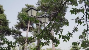 Büyüyen kırmızı ağaçları olan botanik bahçesi ve bulanık arka planı olan eski bir ahşap sokak feneri.