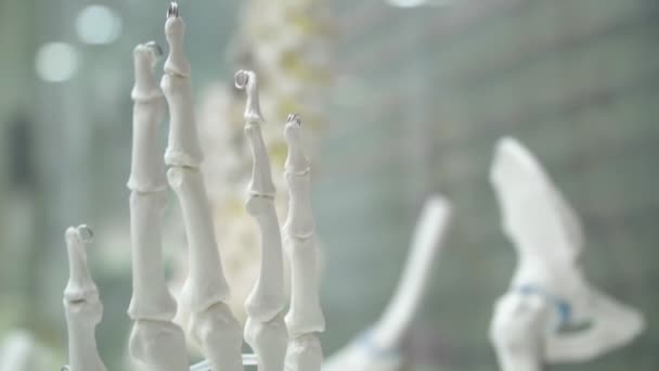 Приклад Скелета Людської Руки Стоїть Скляній Коробці — стокове відео
