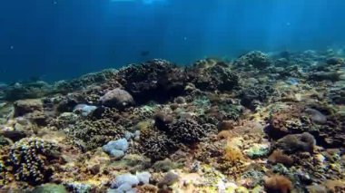 Mavi sulardaki çok renkli mercanlar arasında deniz altı balık sürüsü.