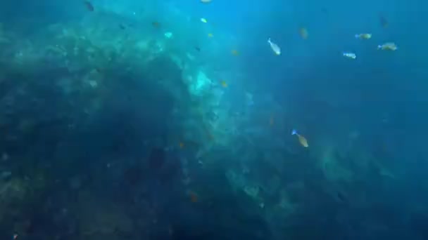 Underwater Shot Marine Flock Fish Multi Colored Coral Blue Water — Stock Video