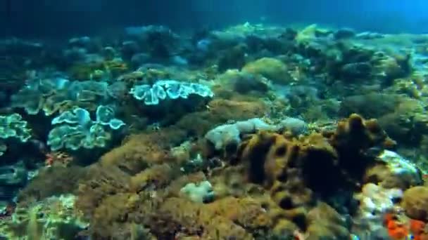 Podvodní Záběr Mořského Hejna Ryb Mezi Mnohobarevnými Korály Modré Vodě — Stock video