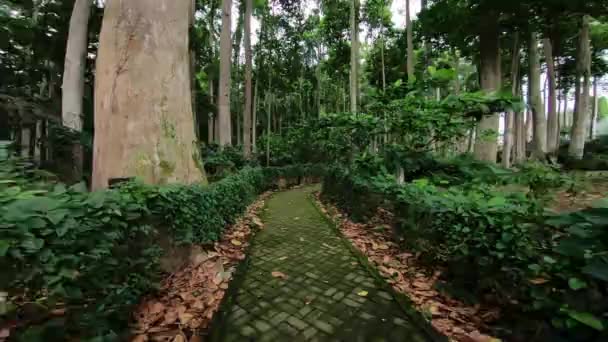 Primeira Pessoa Vista Uma Pessoa Caminhando Longo Uma Estrada Florestal — Vídeo de Stock