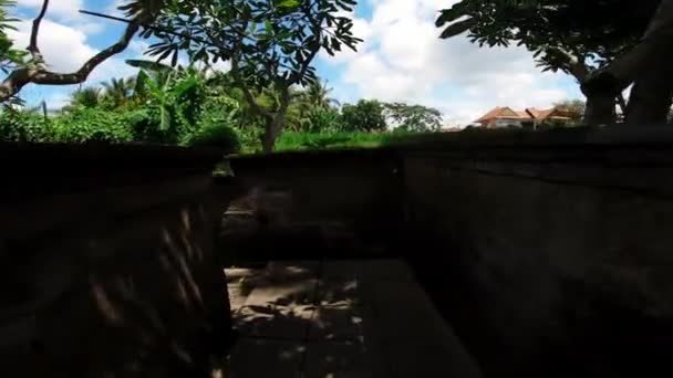 Video Seseorang Berjalan Melalui Labirin Musim Panas Yang Gelap Hijau — Stok Video