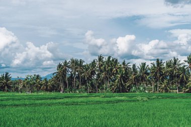 Arka planda palmiye ağaçları ve bulutlar olan tropikal yaz pirinç tarlası fotoğrafı