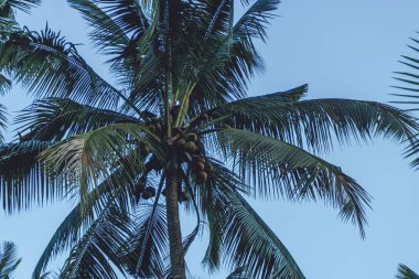 Uzun, ahşap gövdeli mavi gökyüzüne karşı duran uzun yeşil palmiye ağaçlarının fotoğrafı.