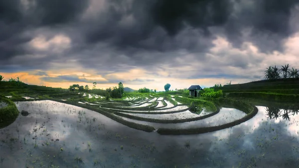 Schwarze Wolken Bei Trübem Himmel Über Schönen Reisfeldern Mit Wasserspiegelung — Stockfoto