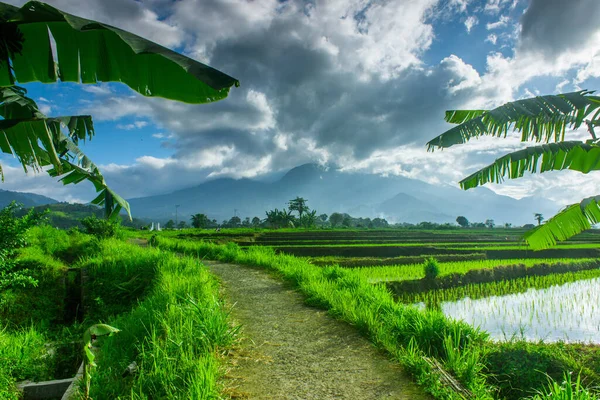 Uma Vasta Extensão Campos Arroz Belas Vistas Norte Bengkulu Indonésia — Fotografia de Stock