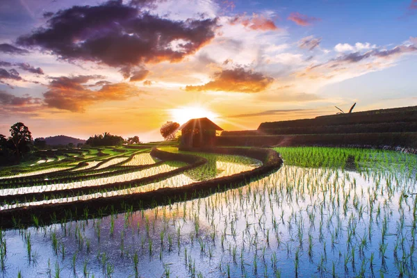日落时分的风景在稻田里映衬着美丽的晚霞 在印度尼西亚的稻谷是绿色的 — 图库照片