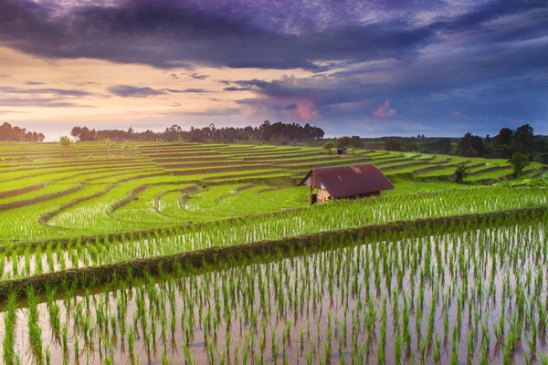 美丽的稻田 清晨的阳光 美丽的天空 映衬着北贝古鲁村的稻田 — 图库照片