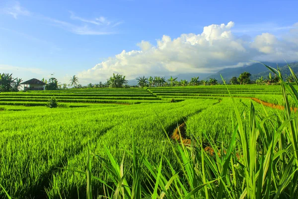 Campo Arroz Kemumu Bengkulu Indonesia Paisaje Indonesia —  Fotos de Stock