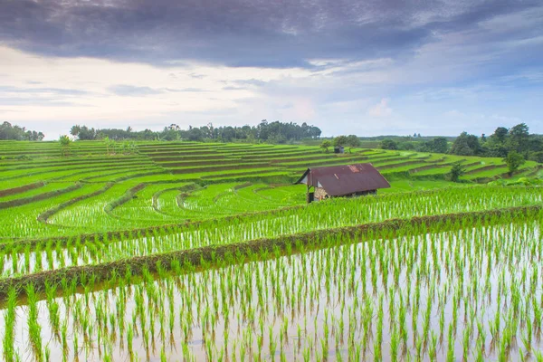 当早晨是绿色的 有梯田和天空的稻田的自然美 — 图库照片