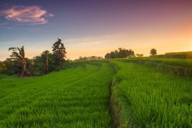 Endonezya 'da günbatımında pirinç terasları ve gökyüzü manzarası