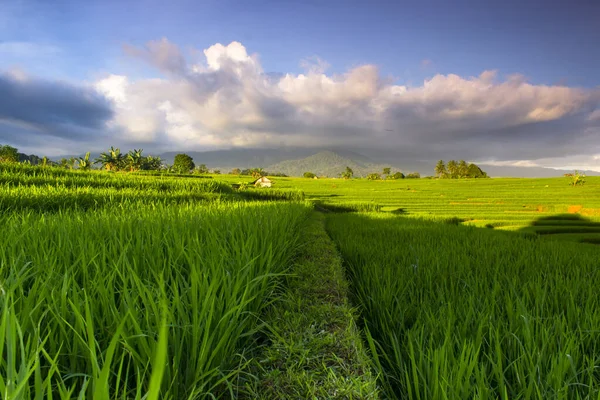 Green Landscape Indonesian Rice Fields — Stock Photo, Image