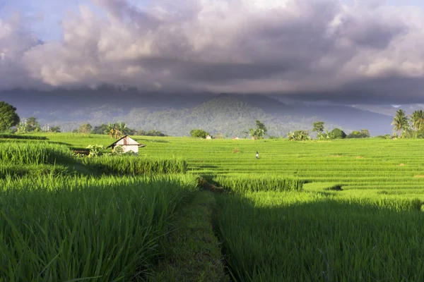 Зелені Краєвиди Рисових Полів Індонезії — стокове фото