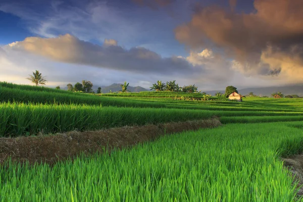 印度尼西亚日落时的稻田和美丽的天空 — 图库照片
