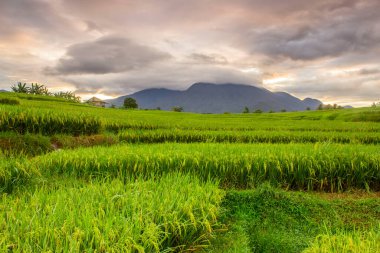 Güzel pirinç tarlasının terasında, sararmış pirinç ve yanan gökyüzüyle, sabahın güzel manzarası.