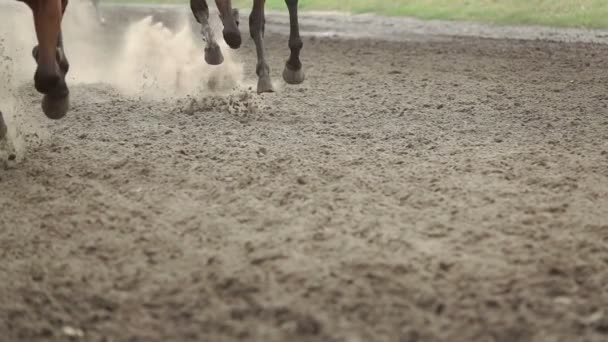 Genoux de chevaux qui courent vite. Mouvement lent — Video