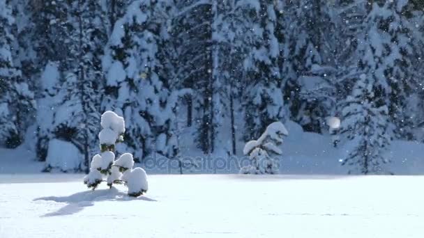 Χιονόπτωση στην άκρη ενός δάσους σε κόντρα φως ηλιακό φως. Αδιάλειπτη βρόχο — Αρχείο Βίντεο