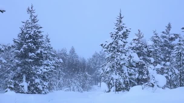 Nevicata fitta nella foresta. Cintura — Video Stock