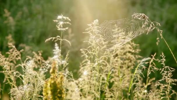 Herbe d'été et toiles d'araignée — Video