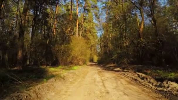 Passeio lento na Spring Forest Road — Vídeo de Stock