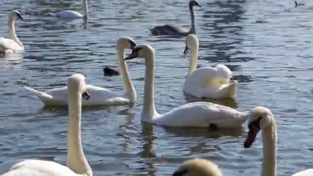 Cygnes blancs dans l'eau par une journée ensoleillée — Video