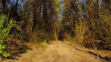 Bahar orman yolda binmek