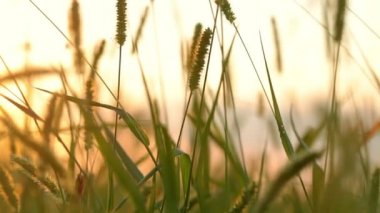 Arka plan ile çim yakın çekim