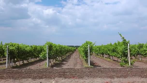 Sommerreihen von Weinbergen — Stockvideo