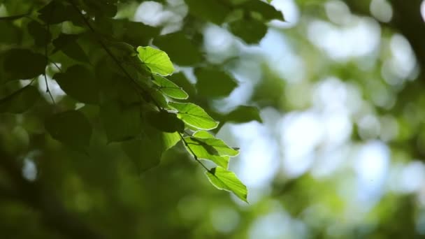 Video bakgrund med gröna blad — Stockvideo