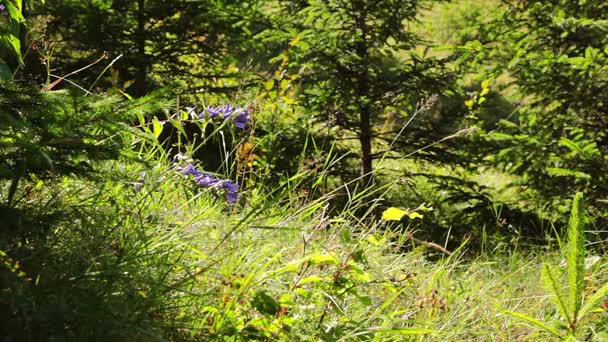 Fondo de vídeo forestal — Vídeos de Stock