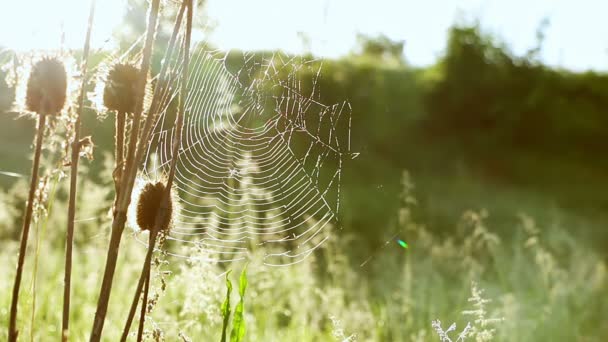 夏晴れのクモの巣 — ストック動画
