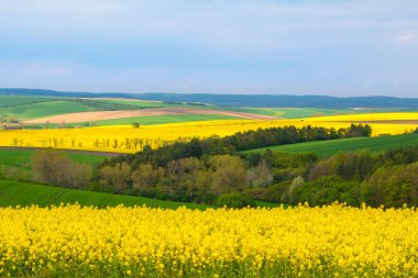 Buğday ve South Moravia'deki / alanlarında kolza tohumu