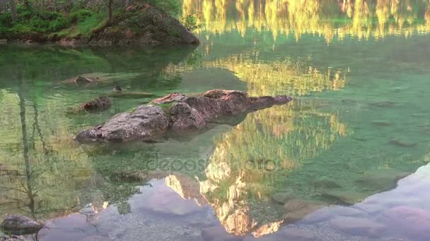 Anatre selvatiche su un lago calmo del mattino — Video Stock