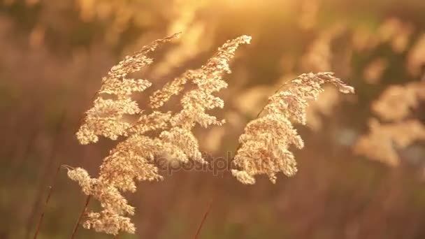 Пушистая трава на закате дрожит на ветру — стоковое видео