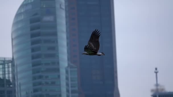 Pájaro depredador en el fondo de los rascacielos. Moción lenta — Vídeo de stock