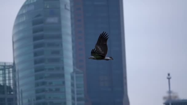 Pássaro predatório no fundo dos arranha-céus. Movimento lento — Vídeo de Stock