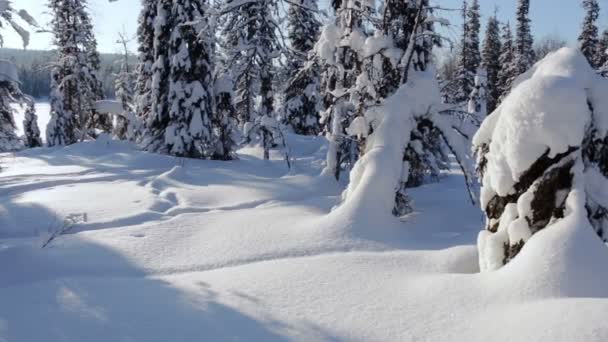 Bosque cubierto de nieve en tiempo soleado — Vídeo de stock
