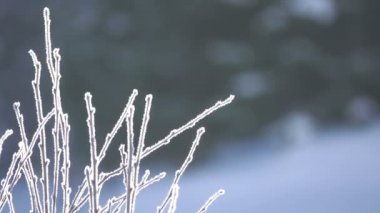 Kış. Ön planda, hoarfrost ile kaplı bush dallarında kapatın. Güneş ışığı kontrol. Bir arka plan olmadan odak