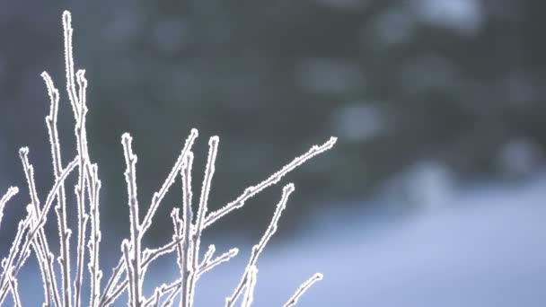 Winter Vordergrund Zweige Des Mit Raureif Bedeckten Busches Nahaufnahme Kontrolle — Stockvideo