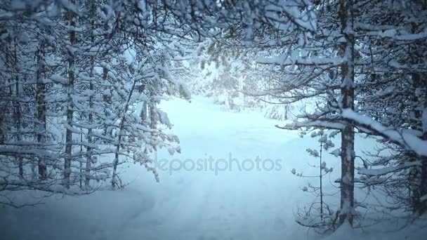 Foresta Abete Invernale Sacco Neve Terra Rami Albero Nevicate Abbondanti — Video Stock