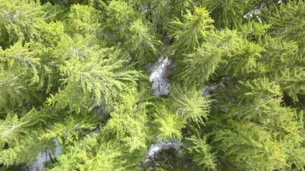 Forêt Épinettes Contexte Début Hiver Journée Ensoleillée Vue Aérienne — Video