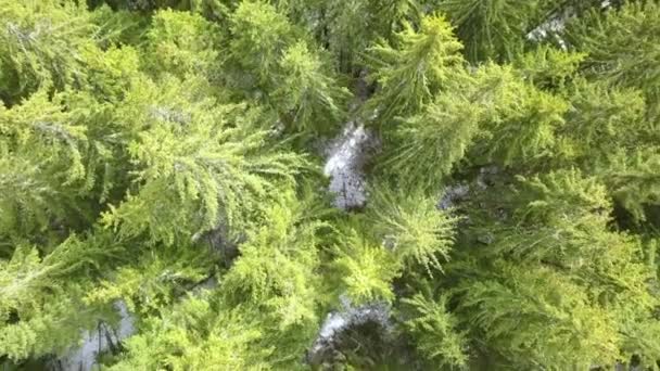 Bosque Abeto Fondo Invierno Temprano Día Soleado Vista Aérea — Vídeos de Stock