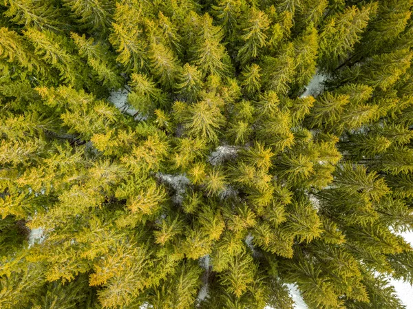 Grön Spruce skog och lite snö på marken. Flygfoto — Stockfoto