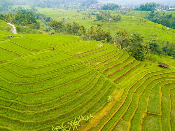 Teraszok, rizsföldek, Indonézia. Légifelvételek — Stock Fotó