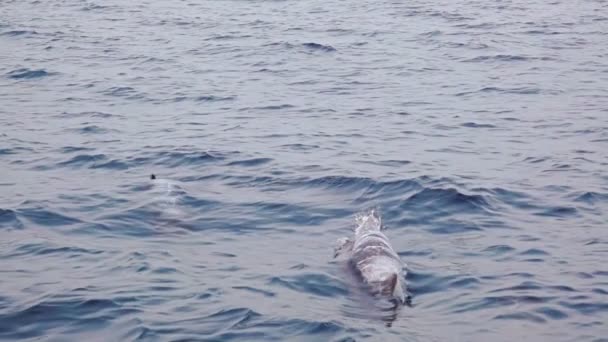 在开阔的海面上用小船射击 三只海豚在船上直接跳出水面 慢动作 — 图库视频影像